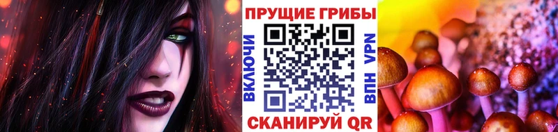 МЕГА онион  Нововоронеж  Галлюциногенные грибы Psilocybe  где купить  